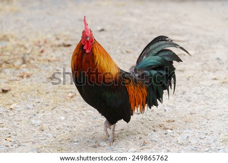Colorful chicken male on ground