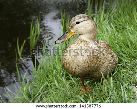 brown farm duck is standing  on the bank of the pond in green grass.