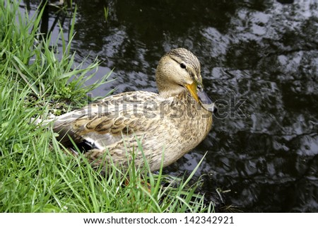 Brown farm duck is standing  on the bank of the pond in green grass at the edge of water.