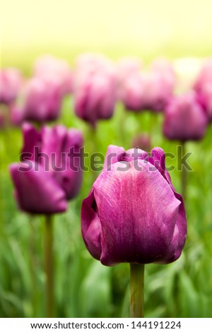 The field of purple tulips. Focus on the front tulip flower. Can be used as the card with text on top.