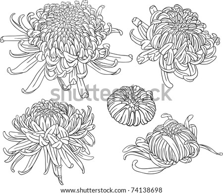 stock vector set of black and white isolated vector chrysanthemum flower 