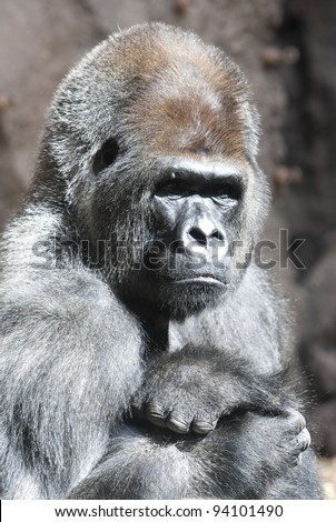 close up photo portrait  of  very serious and calm  gorilla monkey sitting in the zoo.