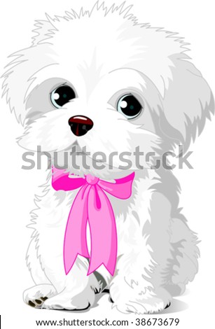 Havanese Puppy Cut. cute white Havanese puppy
