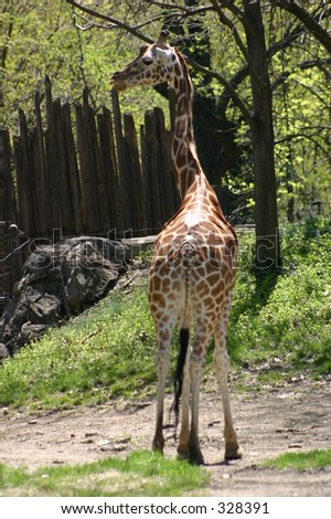 Giraffe running and looking over it\'s shoulder.