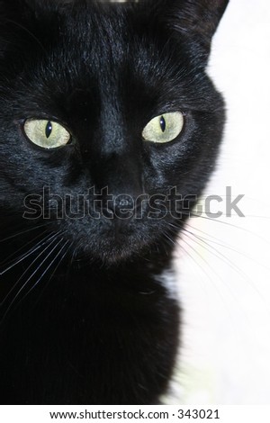 A black cat with green eyes on a white background.
