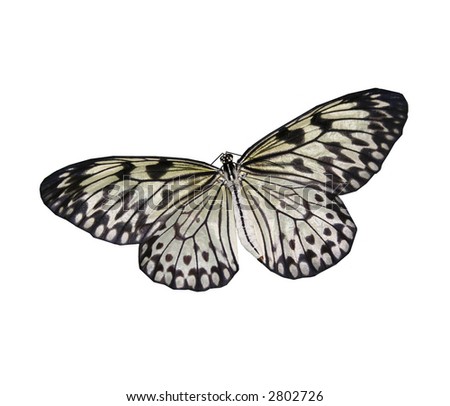 black and white butterfly pictures. lack and white butterfly