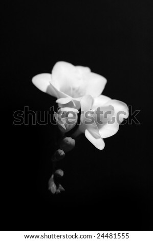 black and white flowers photography. stock photo : Black and white