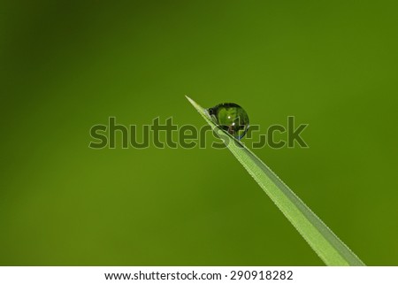 Single drop of rain water on grass