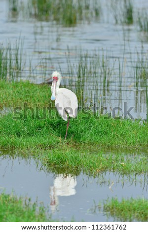African Spoonbill is standing on the grass.