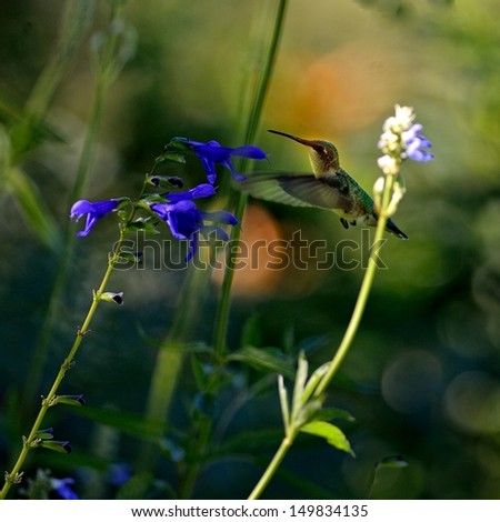 female Ruby-throated Hummingbird is flying in the bush