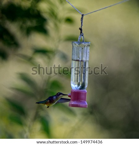 female Ruby-throated Hummingbird getting a drink at a feeder full of sugar water nectar