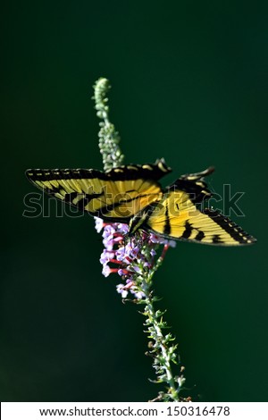 Eastern Tiger Swallowtail butterfly (Papilio glaucus) feeding on purple butterfly bush flowers.