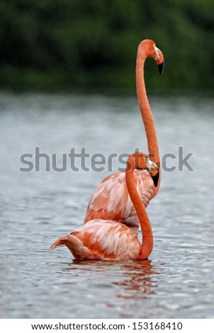 Greater Flamingos standing and sitting in the river