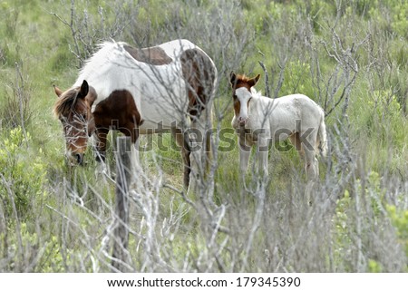 wild horse mother and son are walking on the grass