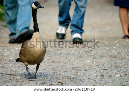 People walking behind the canada goose in Jamaica Bay