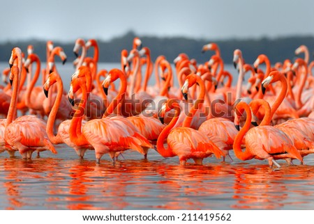 Greater Flamingos,phoenicopterus roseus, standing in the river