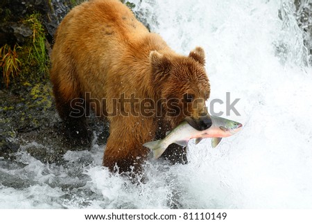 Alaska brown bear is catching a salmon at the waterfall.