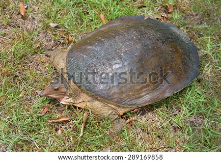Florida soft shell turtle is climbing on the grass