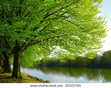 Trees by the river