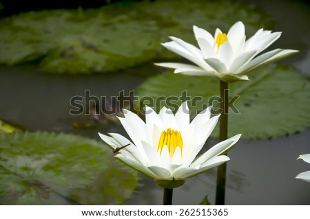 2 White lotus flower and dragonfly