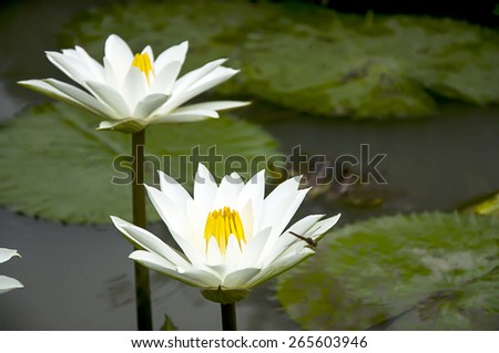 2 White lotus flower and dragonfly.left