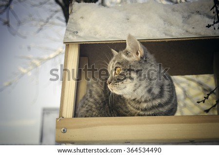 cat sitting in the feeding trough for birds in the winter