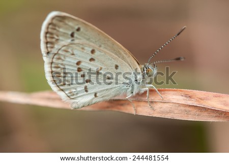 Emelina Grass Blue. This kind of butterfly always flies near to the ground and can easily be found on the grass or brushes