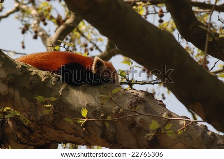Red Panda, Firefox, Fire Cat, Fat Fox Lesser Panda, Ailurus fulgens