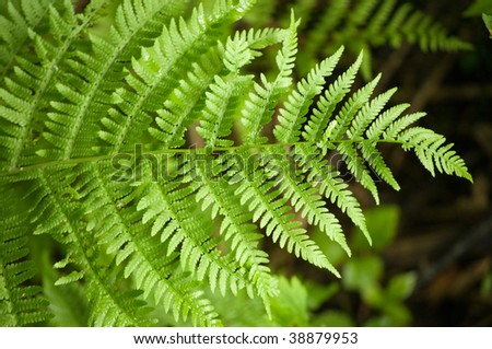 wallpaper background of one green fern frond