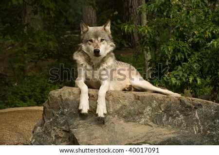 great plains wolf looking directly into the camera while laying on a large flat rock