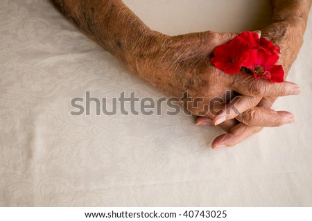 elderly hands folded holding pansy flower over white background