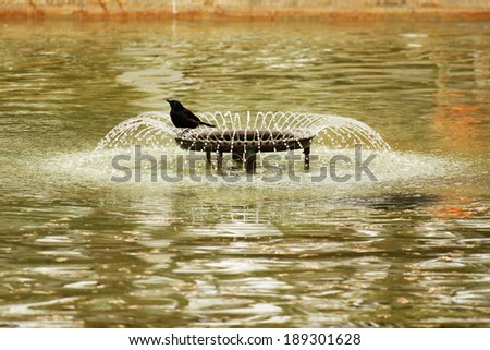 Dancing Water Droplets and Little black Bird Playing In A Fountain