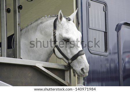 white horse in a horse truck trailer