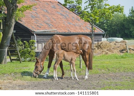 horse mare and foal on a Dutch farm