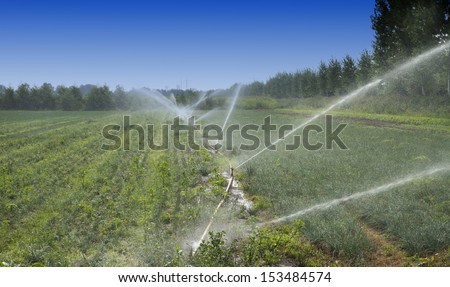 watering crops at the field with sprinkler system