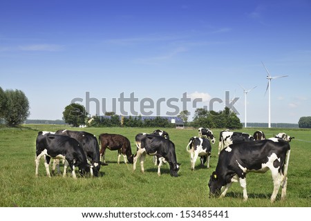 Dutch meadow with cows on a farm,with wind turbines and solar energy background