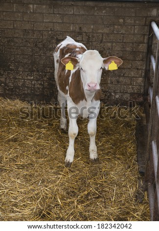 calf in a box on a Dutch farm