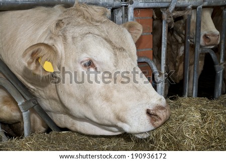 White bull fed in a Dutch stable