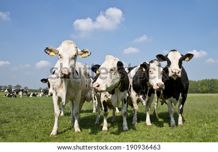 cows standing outside in a Dutch meadow
