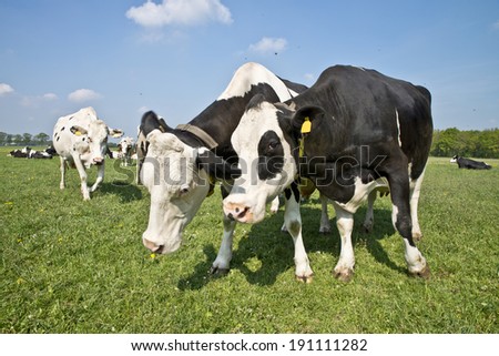 cows standing outside in a sunny Dutch meadow