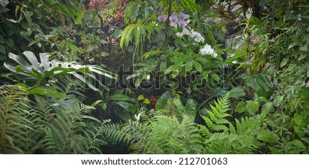 tropical jungle forest with flowers and plants