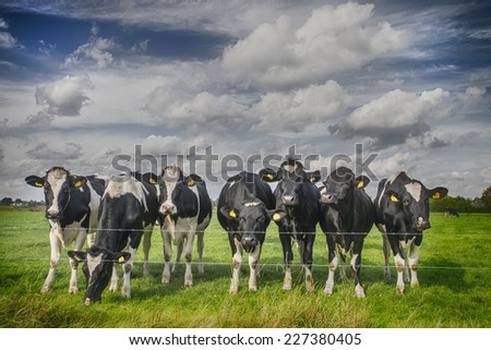 cows standing outside in a Dutch meadow