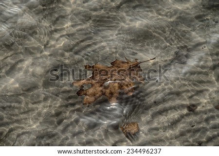 brown leaf floating in water in autumn lake