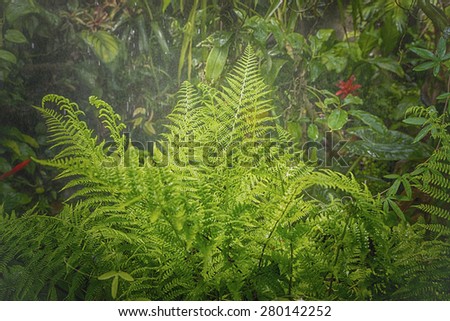 humid tropical rain forest with typical various plant species