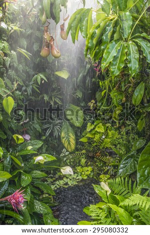 rain in tropical rain forest