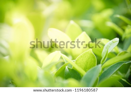 Closeup nature view of green leaf on blurred greenery background in garden with copy space using as background natural green plants landscape, ecology, fresh wallpaper concept.