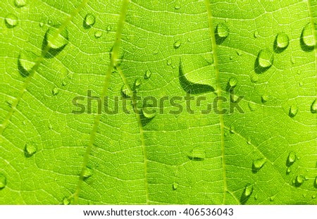 Green nature background using as background or wallpaper, backgrounds concept.