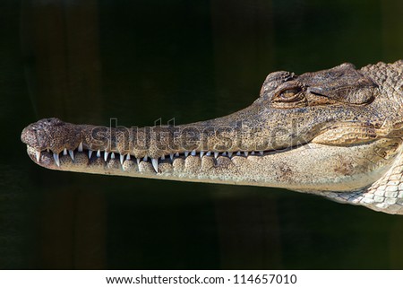A profile photo of an African Long Snout Crocodile
