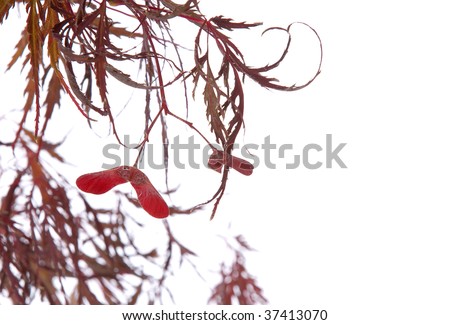 Japanese red dragon maple tree seed with lace leaves on a white background.