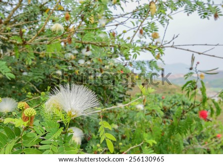 White powder puff blooming like dream(Calliandra surinamensis, Family Mimosaceae, common names Pink Powder Puff, Pompon De Marin, Surinam Powder puff, Surinamese Stickpea)
